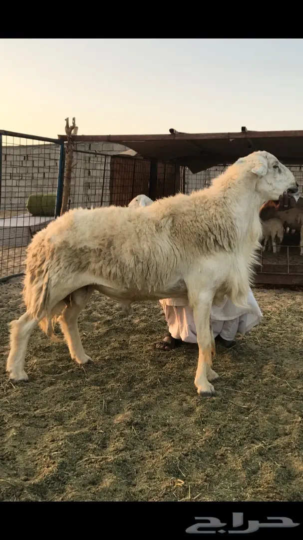 حريات العدد 40 مع فحل من نفس المراح