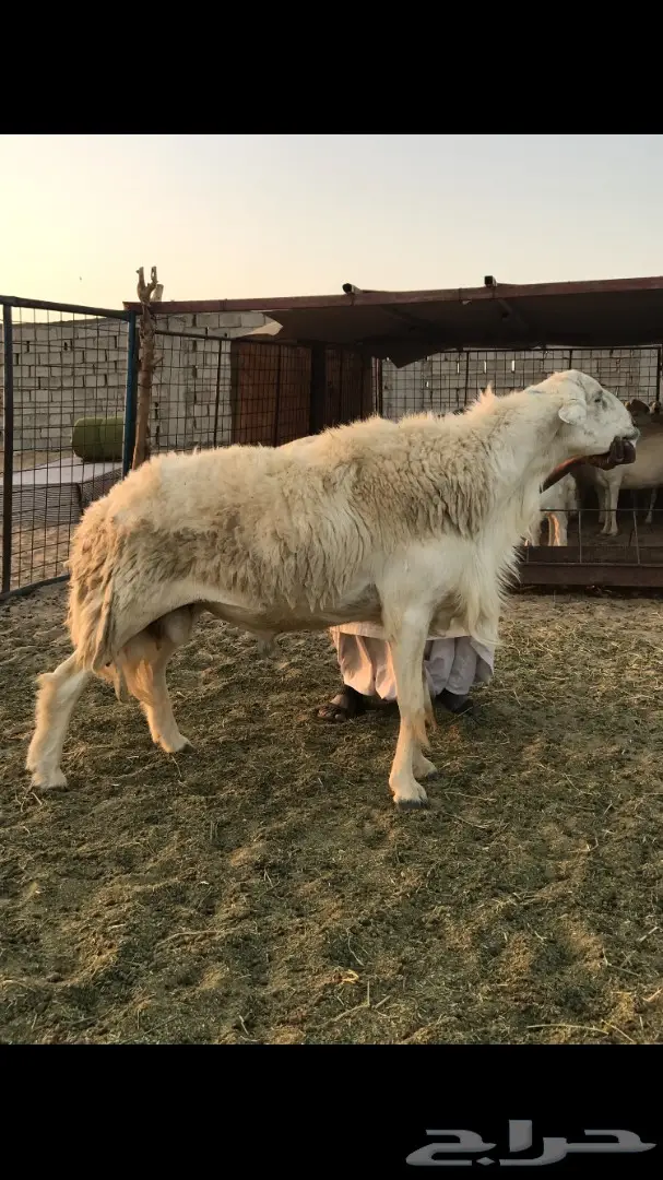 حريات العدد 40 مع فحل من نفس المراح (image 1)