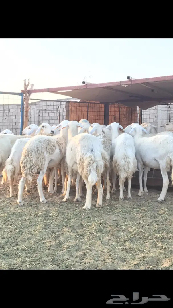 حريات العدد 40 مع فحل من نفس المراح (image 2)