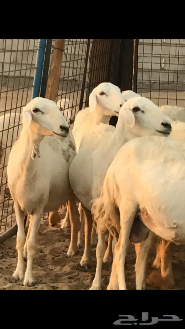 حريات العدد 40 مع فحل من نفس المراح (image 3)