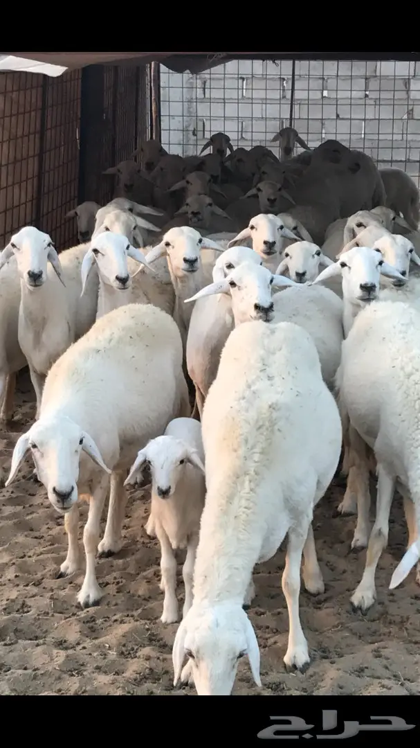 حريات العدد 40 مع فحل من نفس المراح (image 4)