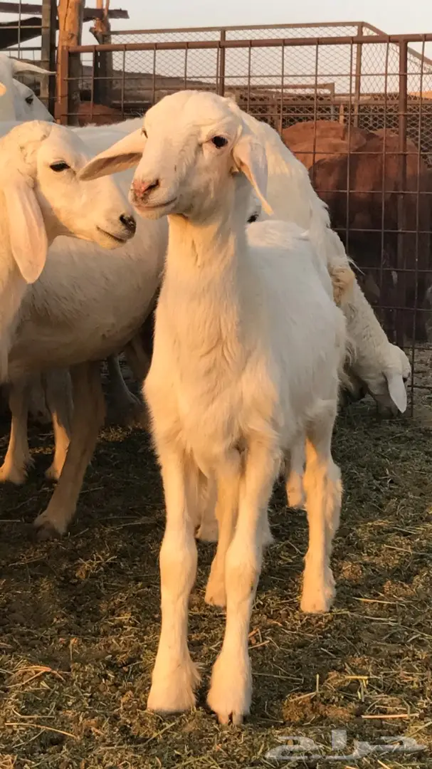 حريات العدد 40 مع فحل من نفس المراح (image 5)