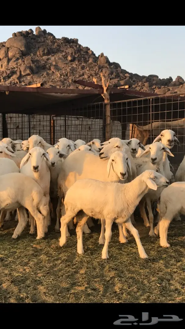 حريات العدد 40 مع فحل من نفس المراح (image 6)