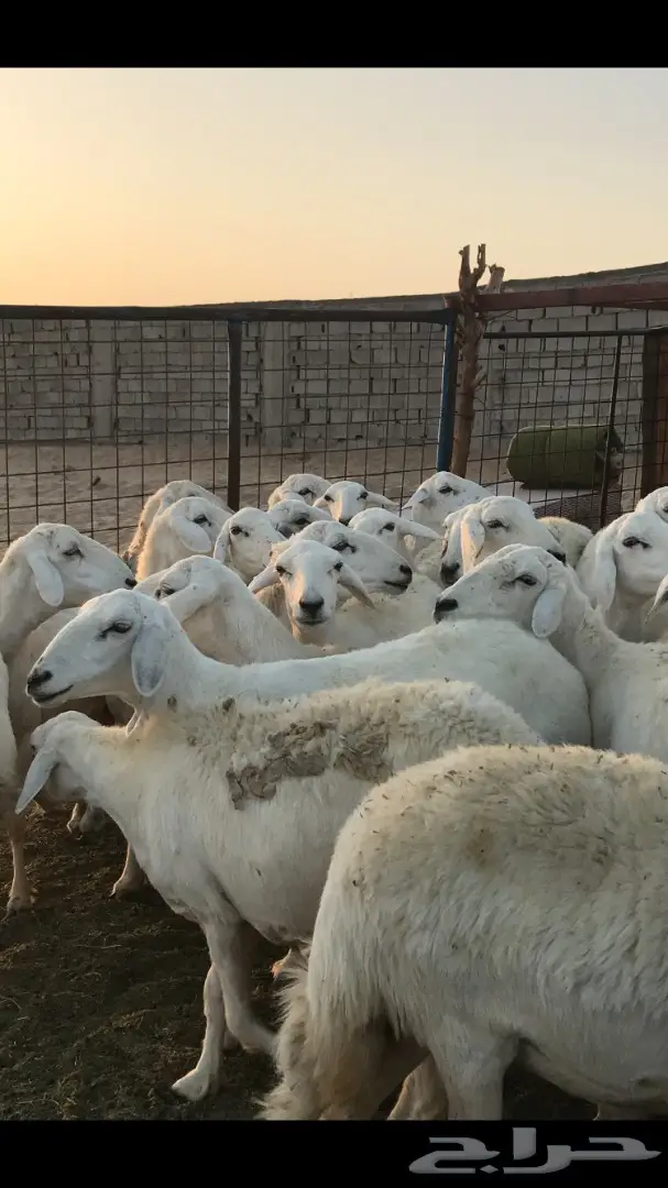 حريات العدد 40 مع فحل من نفس المراح (image 7)