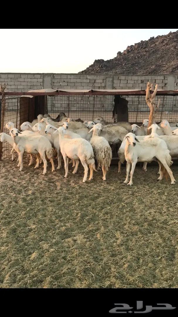 حريات العدد 40 مع فحل من نفس المراح (image 8)