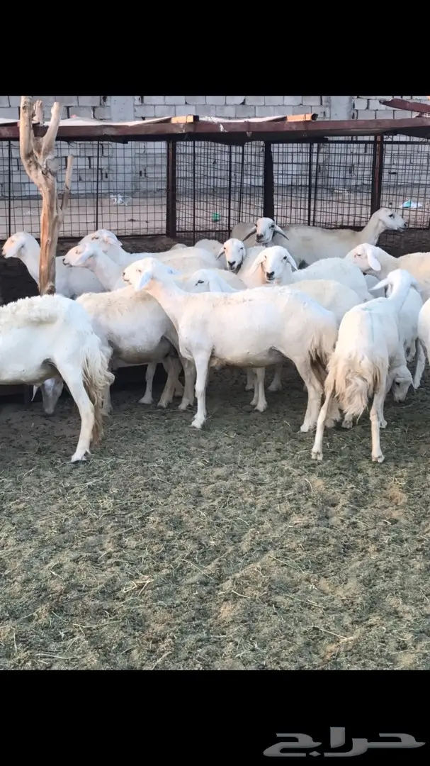 حريات العدد 40 مع فحل من نفس المراح (image 9)