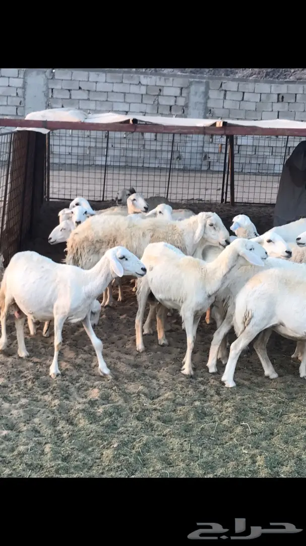 حريات العدد 40 مع فحل من نفس المراح (image 10)