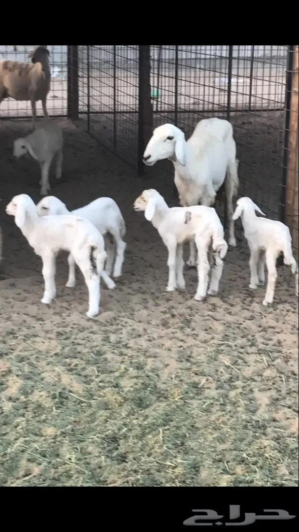 حريات العدد 40 مع فحل من نفس المراح (image 11)