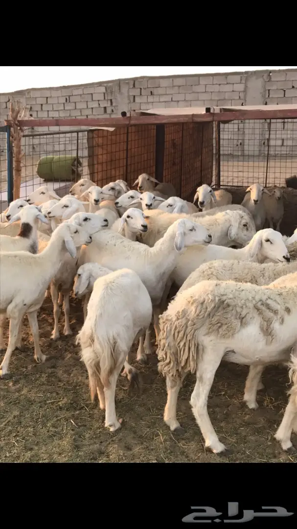 حريات العدد 40 مع فحل من نفس المراح (image 12)