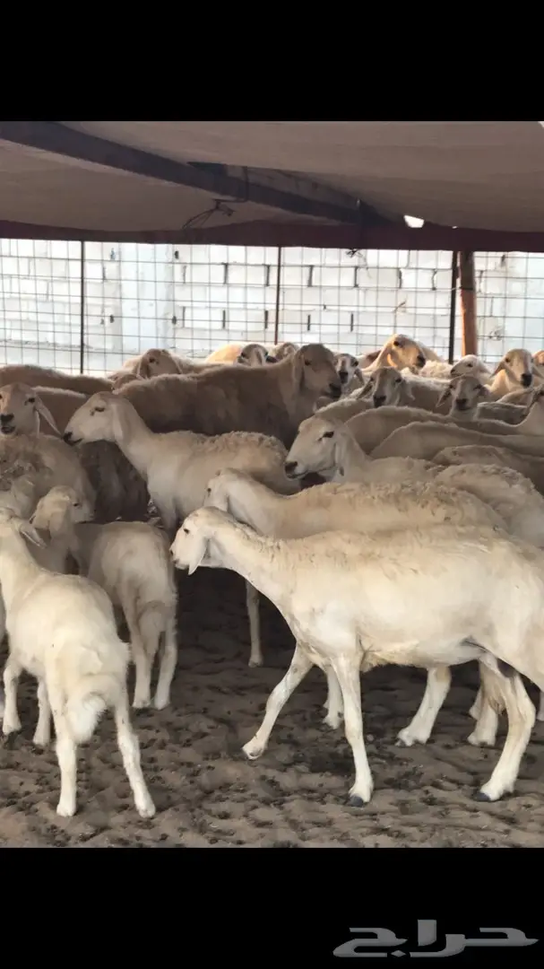 حريات العدد 40 مع فحل من نفس المراح (image 13)