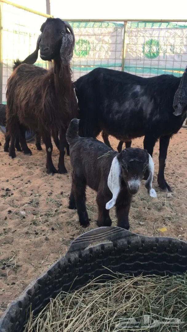 البيع معزا مشروكه 