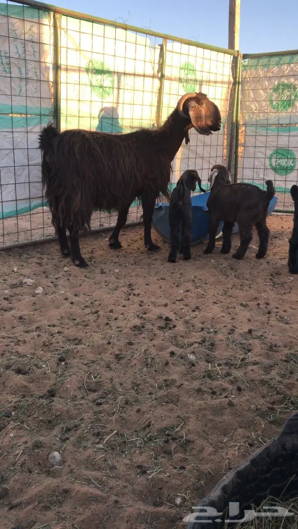 البيع معزا مشروكه  (image 1)