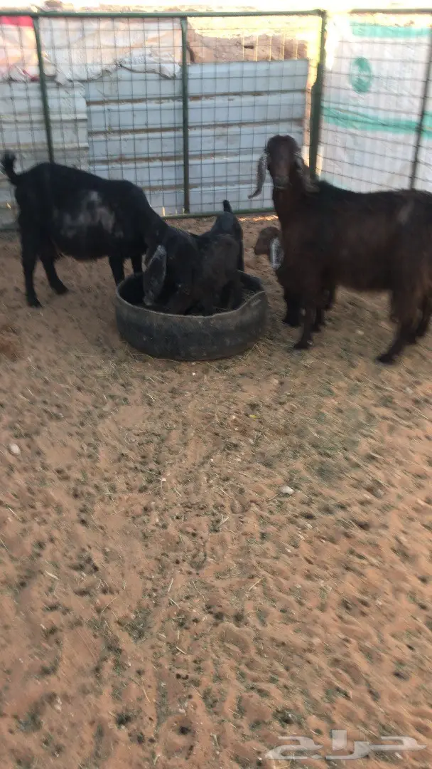 البيع معزا مشروكه  (image 4)