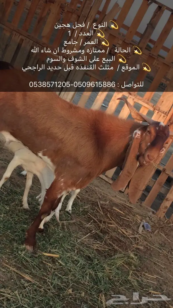 تيس هجين فذ في القريع - فرصة لا تعوض!