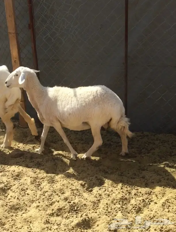 نعجه حريه دافع .. مضرع  (image 3)