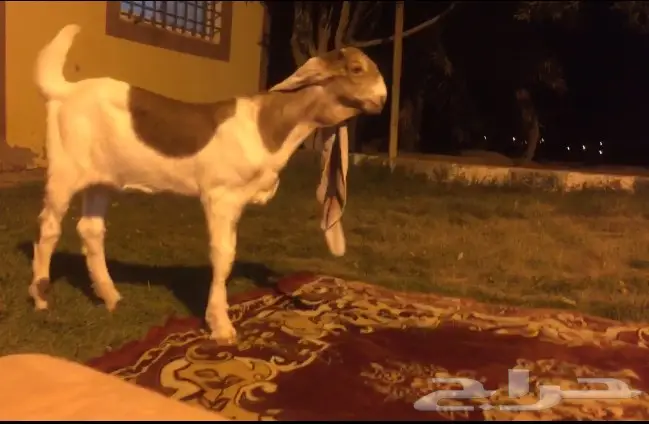 مشروع فحل فاخر وطيب (image 3)