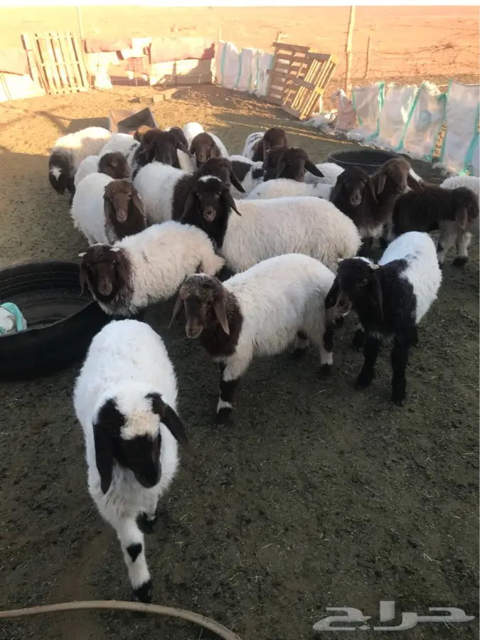 القصيم - رخال وخرفان العدد 20 (image 1)