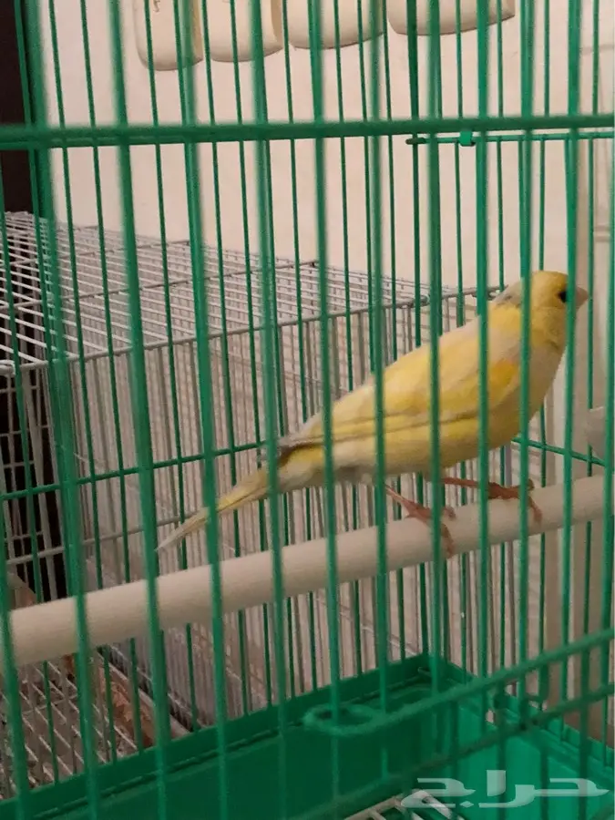 انثى كناري سوري (image 2)
