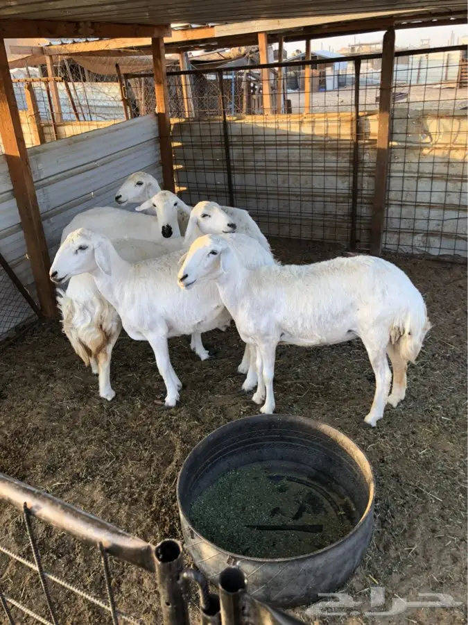 ضان حريه الععد 5 