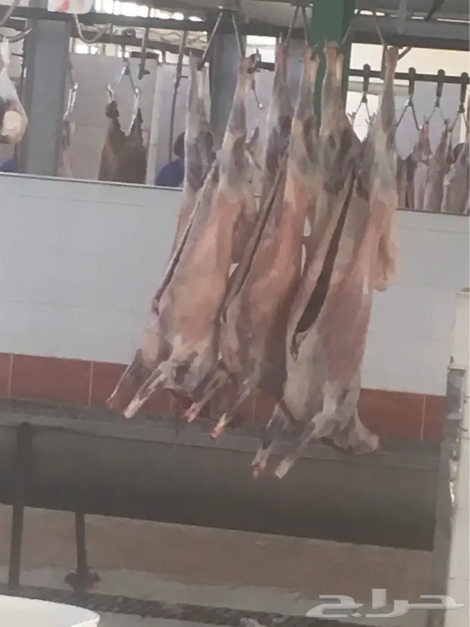 ذبايح طيبه مع ابومحمد (image 2)