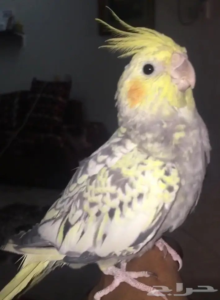 لبيع كروان الفراشه بالاحساء بصحه جيده  (image 3)