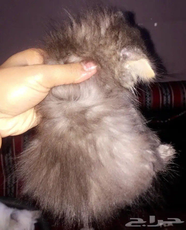 قط شيرازي هملايا عمره شهر و10 ايام للبيع (image 2)