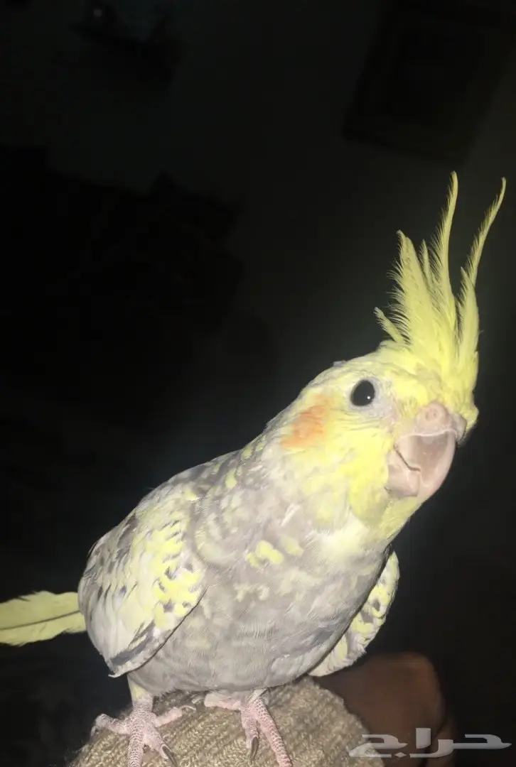 لبيع كروان الفراشه بالاحساء بصحه جيده  (image 1)