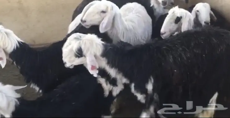 شياه نجد للبيع او البدل (image 4)