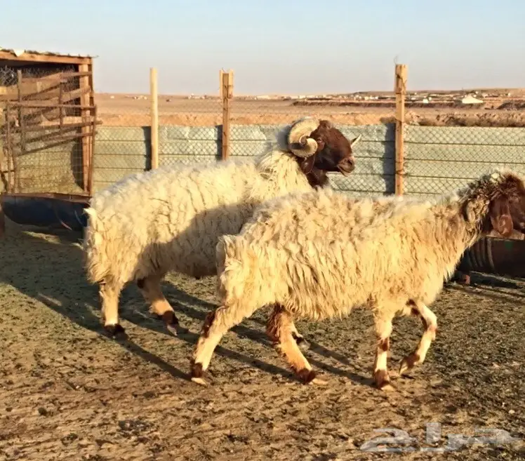 فحل نعيم معرف ومنتج  (image 3)