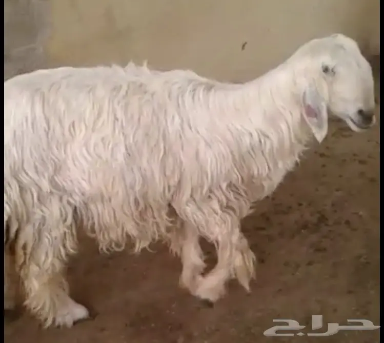 شياه نجد للبيع او البدل (image 2)