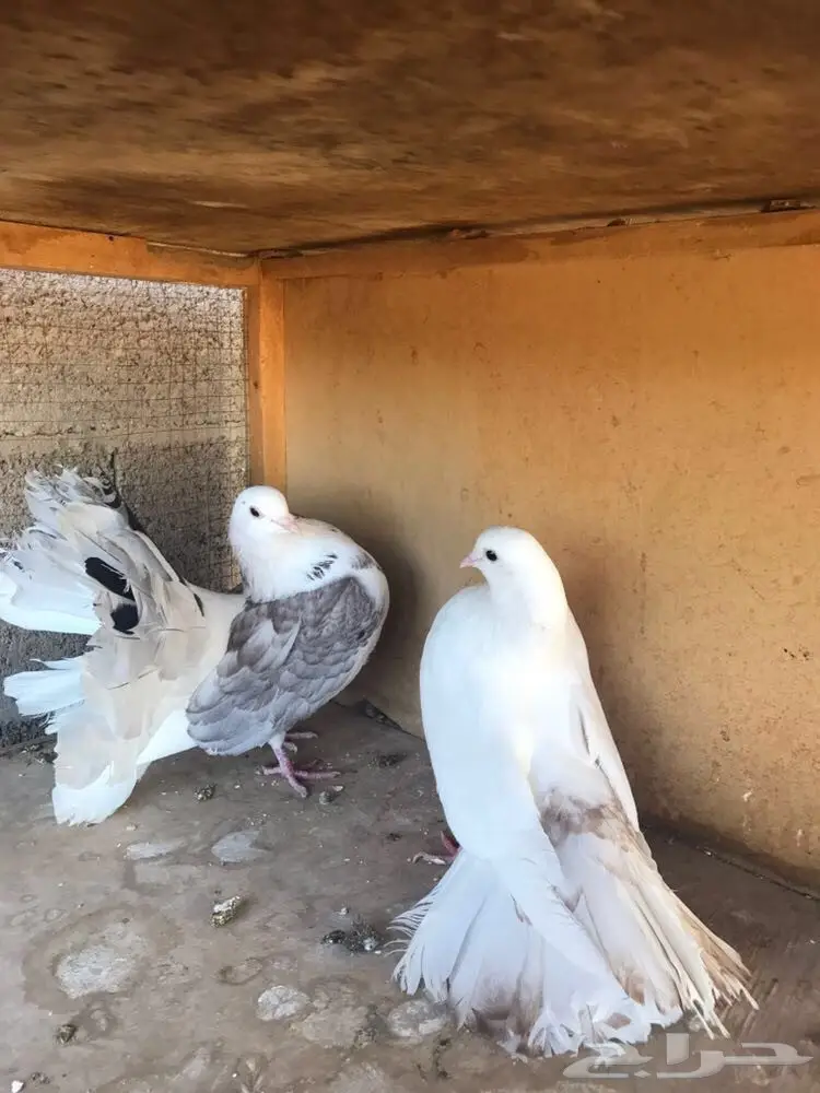 جوز رقاص (image 1)