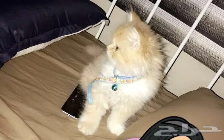 قطط شيرازي للبيع (image 1)