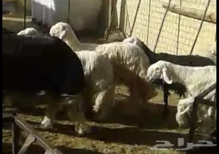 شياه نجد للبيع او البدل