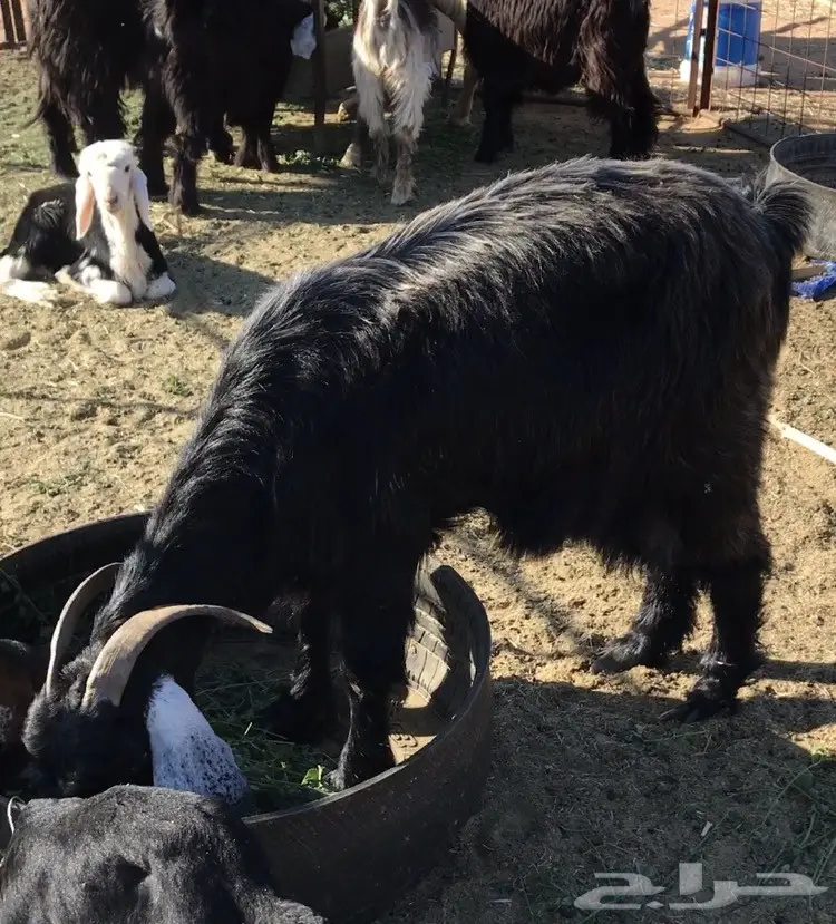 عنز حدرها تيوس  (image 1)