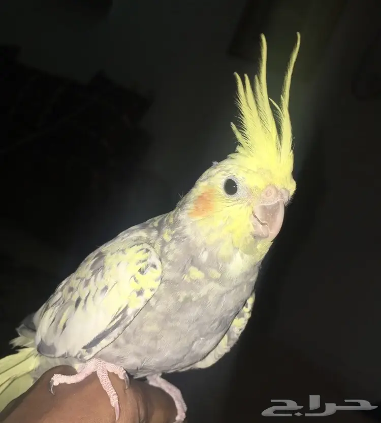 لبيع كروان الفراشه بالاحساء بصحه جيده 