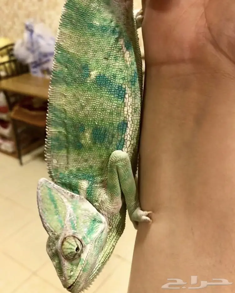 حرباء محجبة للبيع