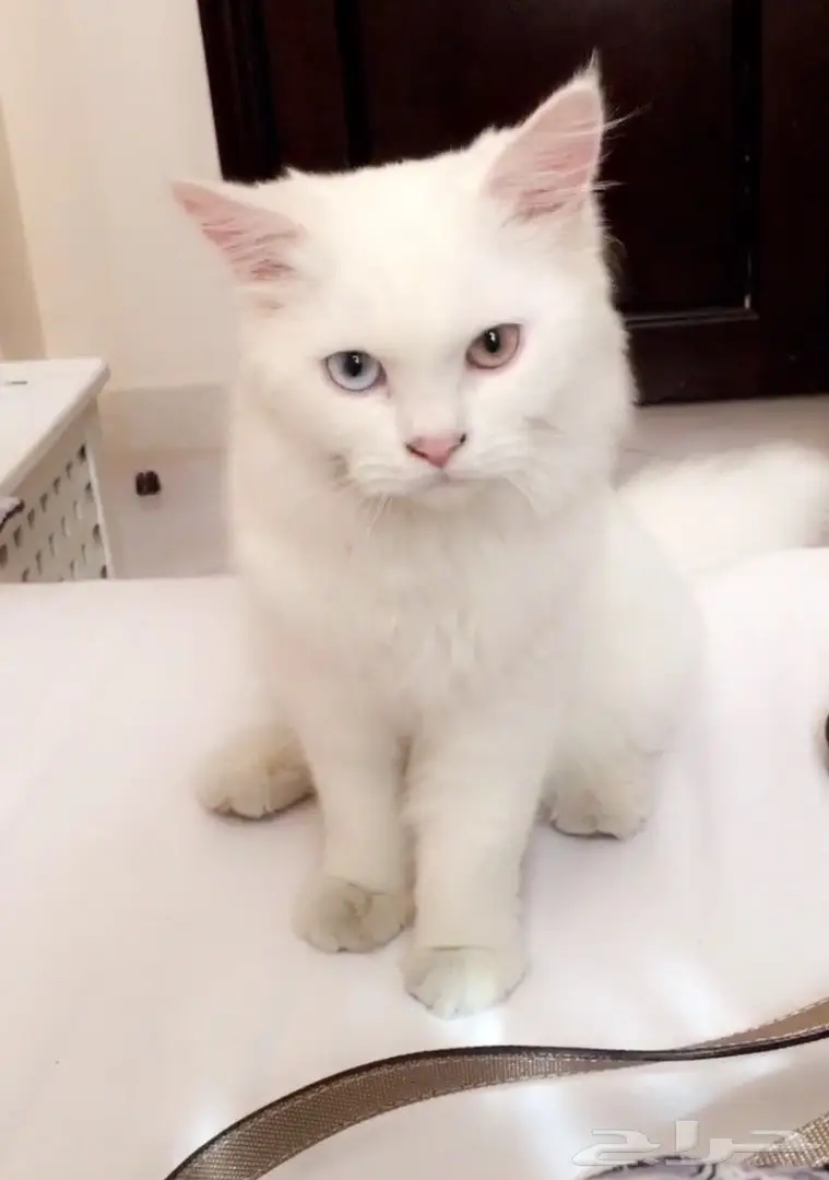 قط للبيع  (image 1)