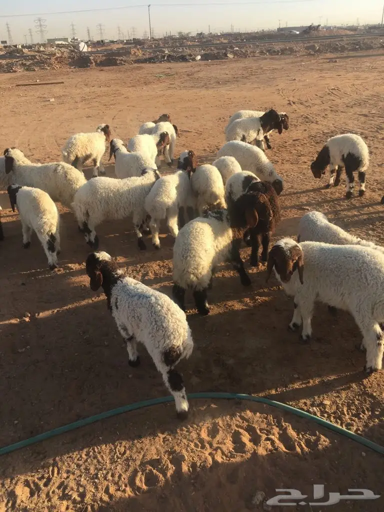 هرافي نعيم (image 8)