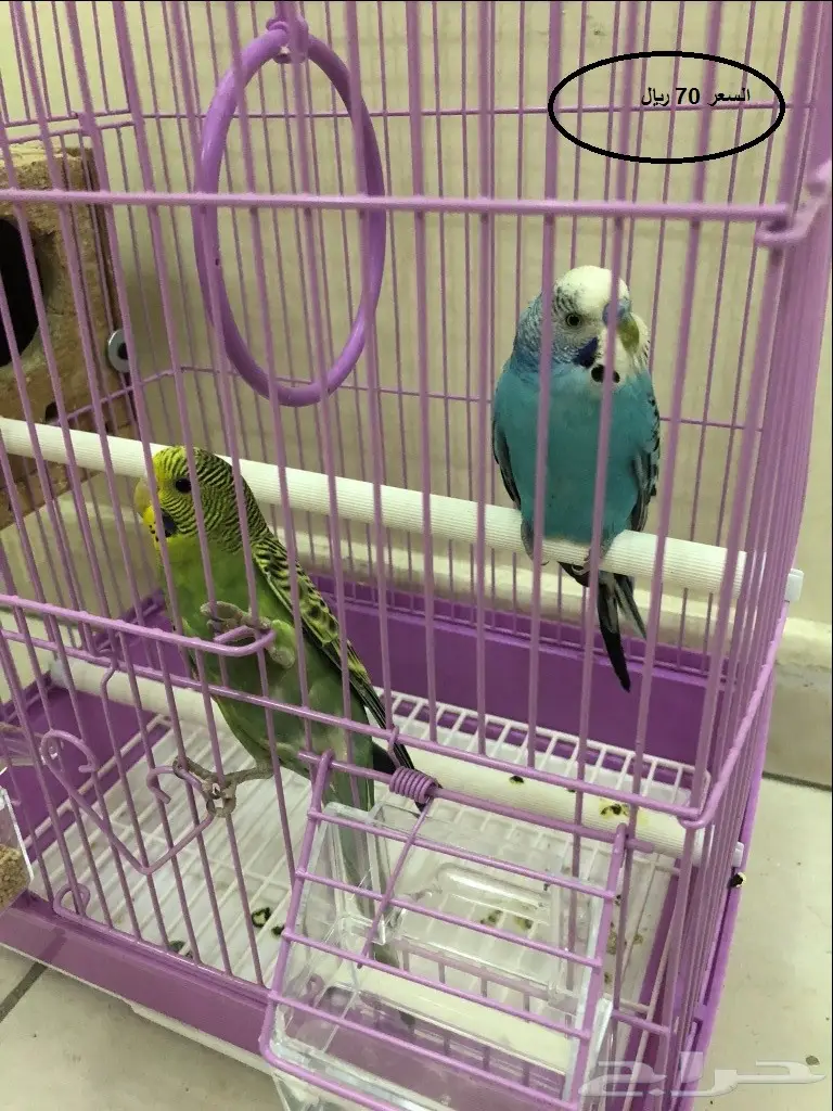 مجموعة ازواج بادجي للبيع (image 2)