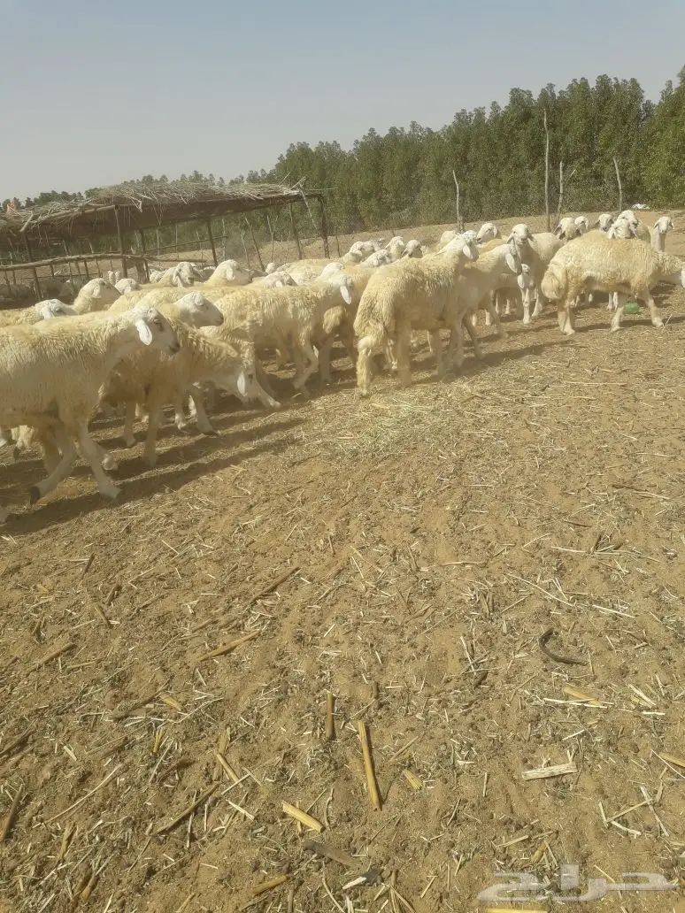 طليان جبره كفوو مراح مغلقه شحم ولحم  (image 4)