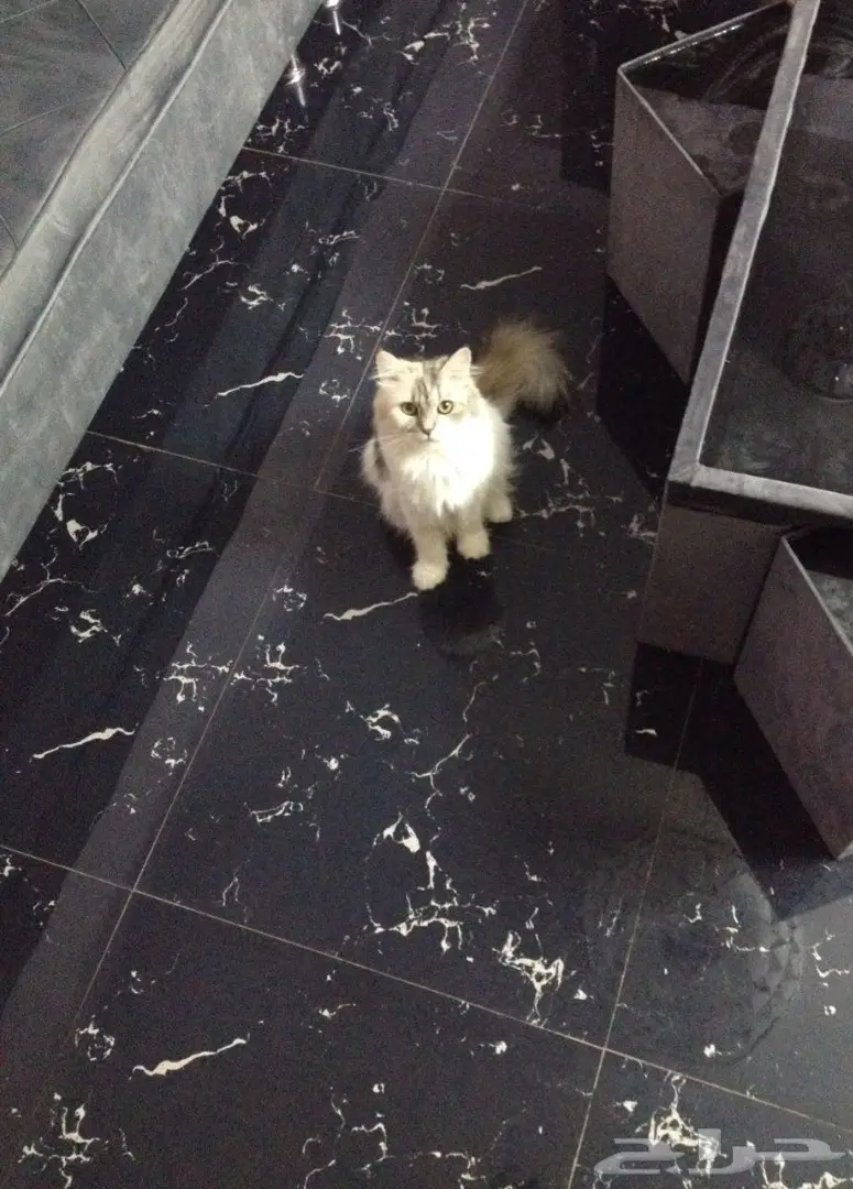 قطة شيرازية امريكية مع اغراضها للبيع 