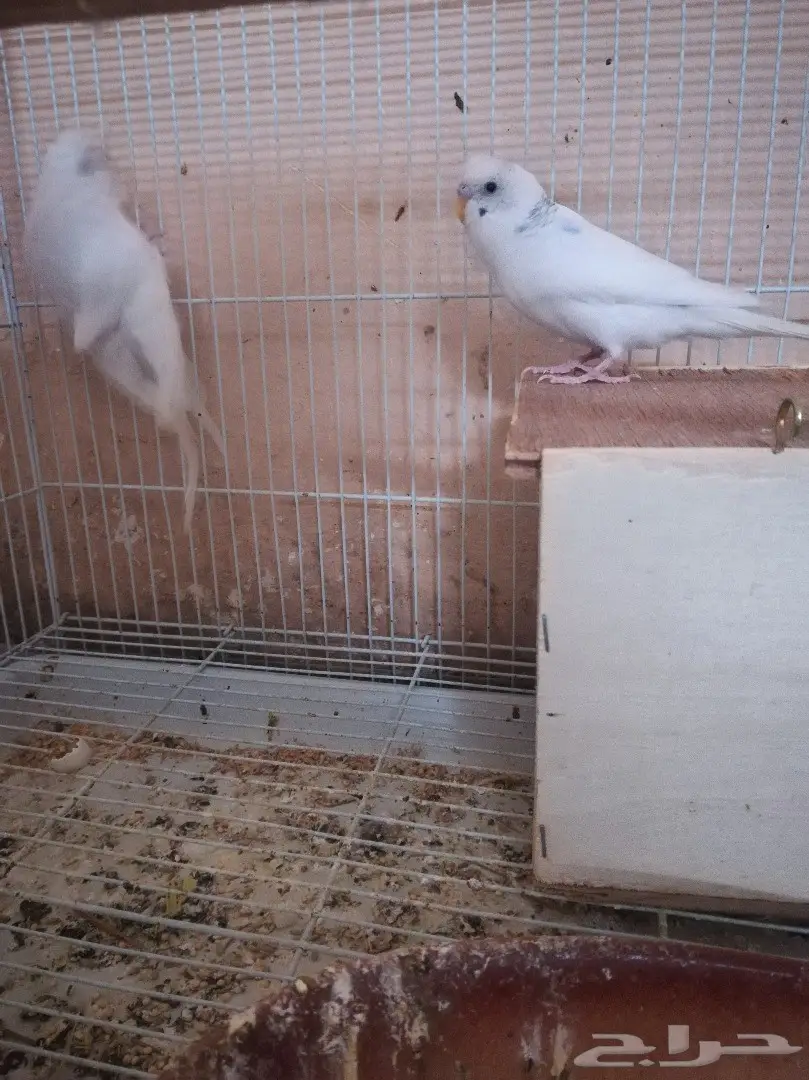 زوج بادجى هولندي