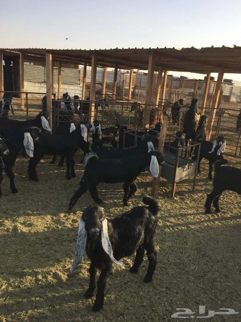 50 تيوس وجفرات - انتاج مراح واحد - 3 شهور عمر (image 5)