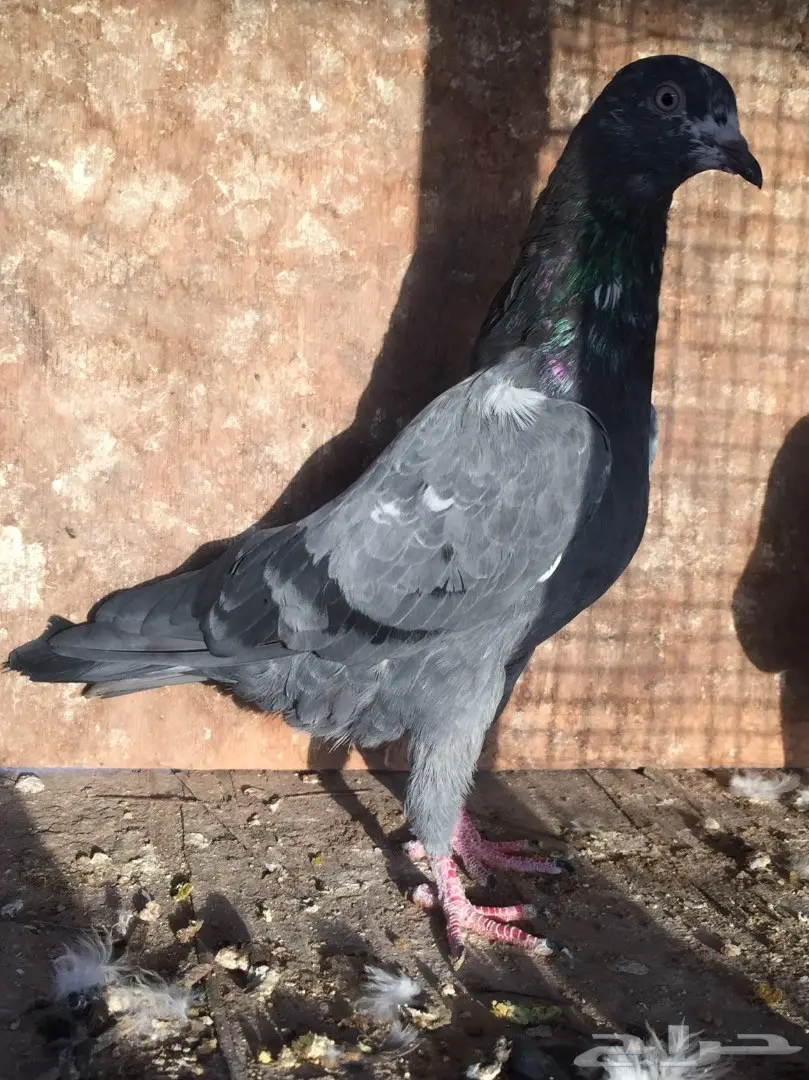 طبتين تيدي  (image 2)