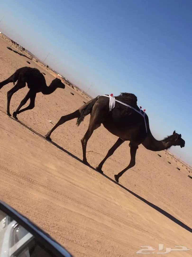 خلفه مجهم طيبه للبيع 