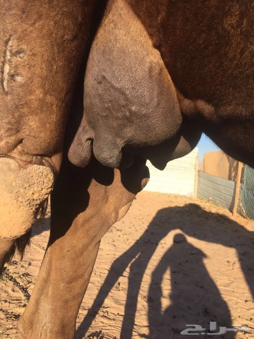 خلفه مجهم طيبه للبيع  (image 1)