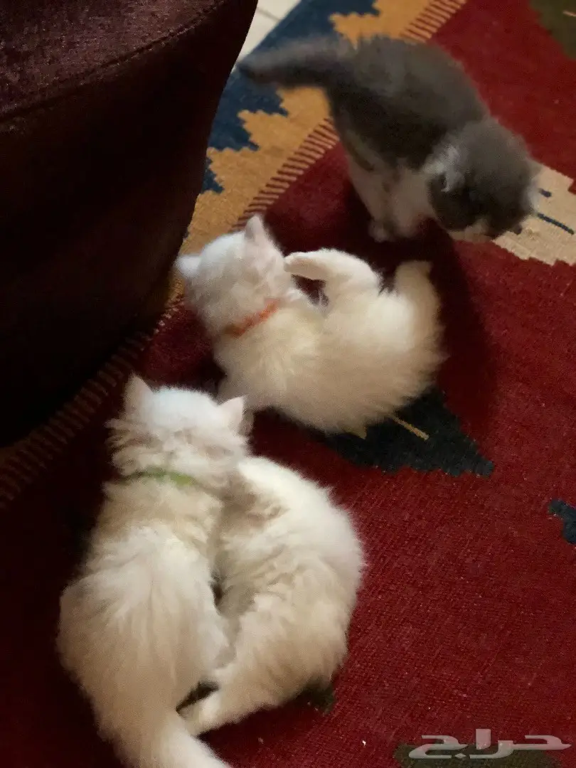 قطة شيرازي  (image 6)