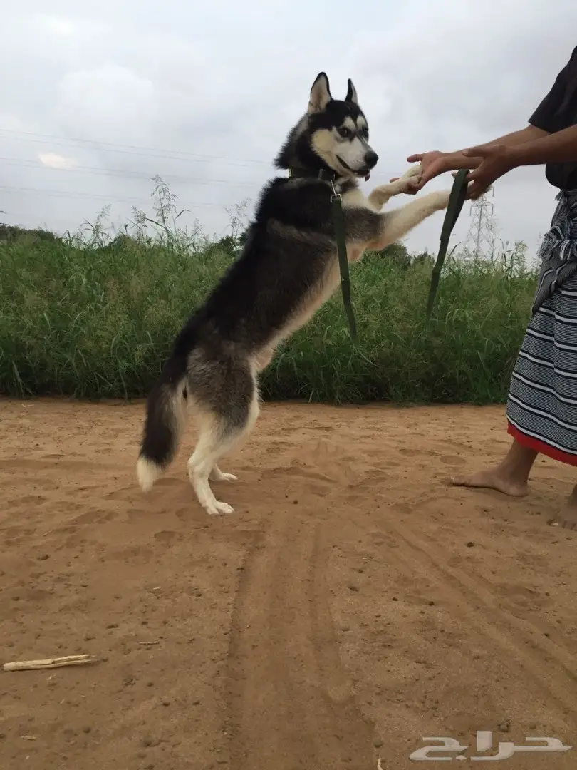 هاسكي بيور للبيع  (image 7)