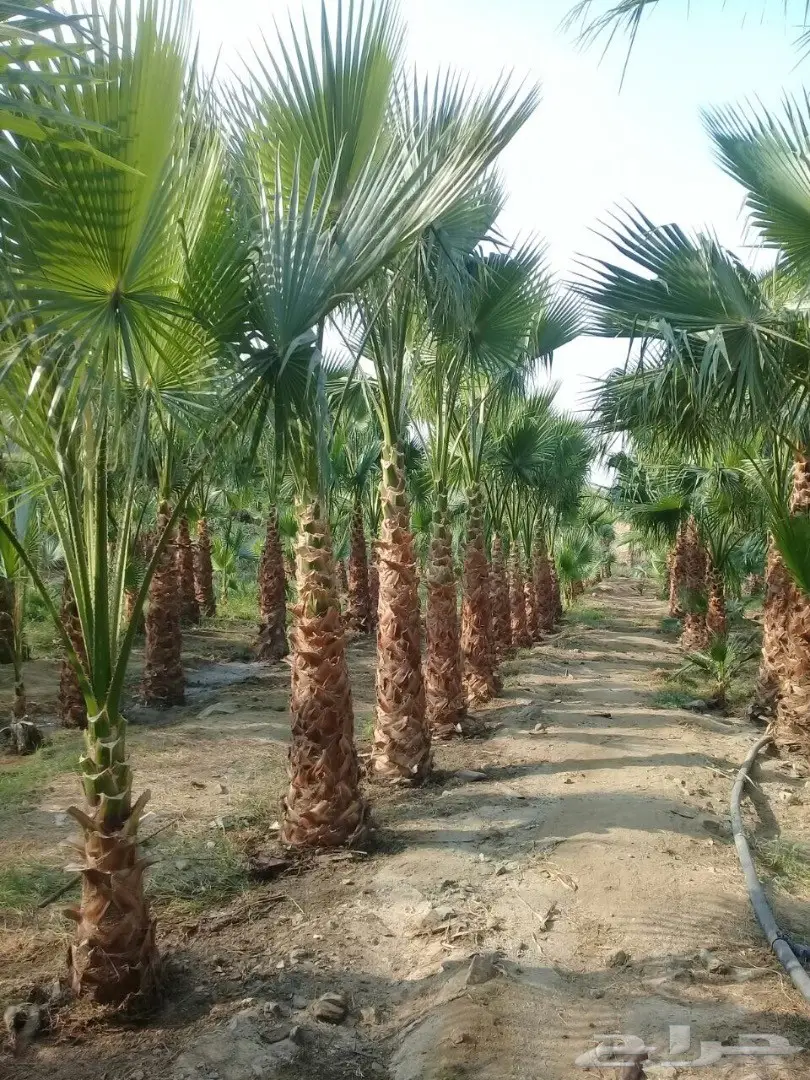 مقاولات تركيب نخل وأشجار 