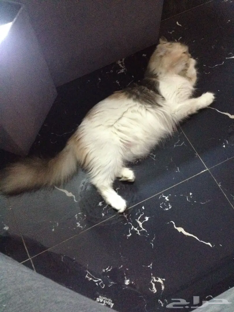 قطة شيرازية امريكية مع اغراضها للبيع  (image 1)